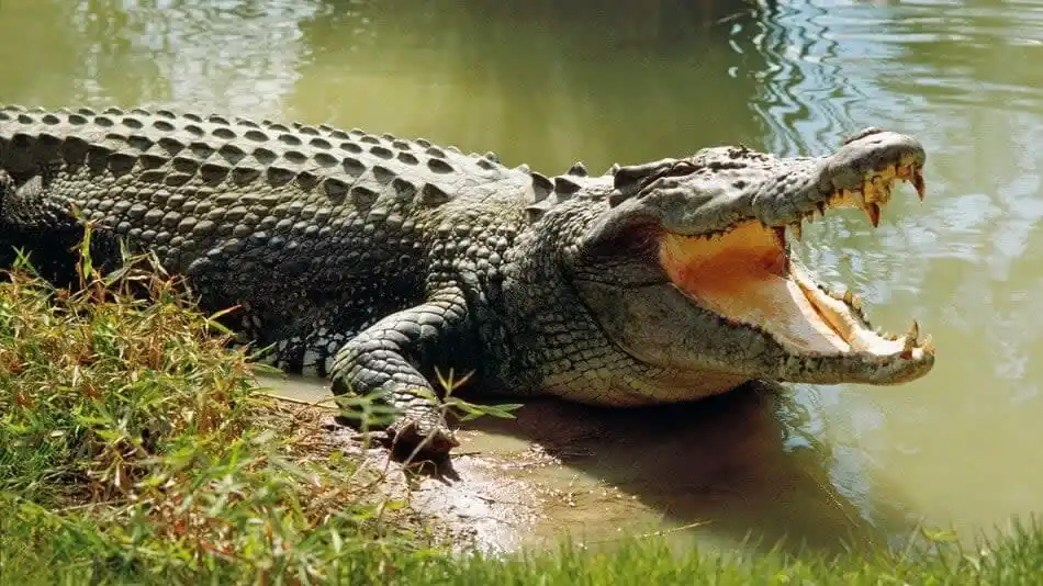 Crocodile park near Dandeli Wildlife Sanctuary showcasing marsh crocodiles