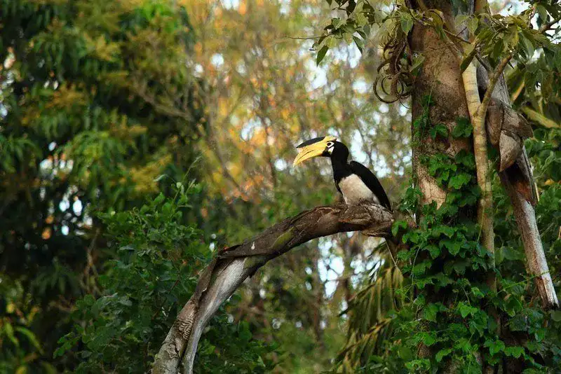Great Hornbill - Dandeli Bird Watching Great hornbill bird spotted during bird watching in Dandeli Wildlife Sanctuary
