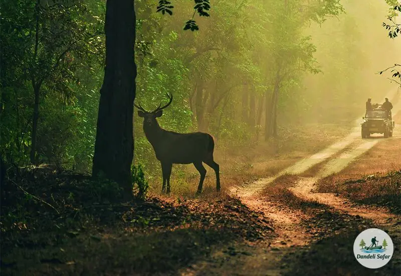 Jungle safari exploring biodiversity hotspot of Dandeli Wildlife Sanctuary